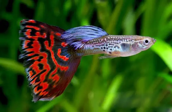 Tổng Hợp Các Mẫu 7 Màu Đẹp Hiện Nay