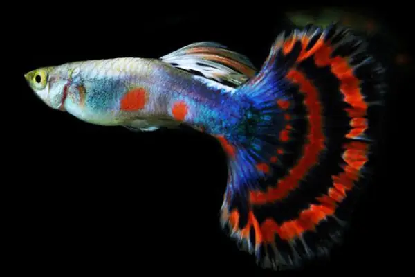 Tổng Hợp Các Mẫu 7 Màu Đẹp Hiện Nay