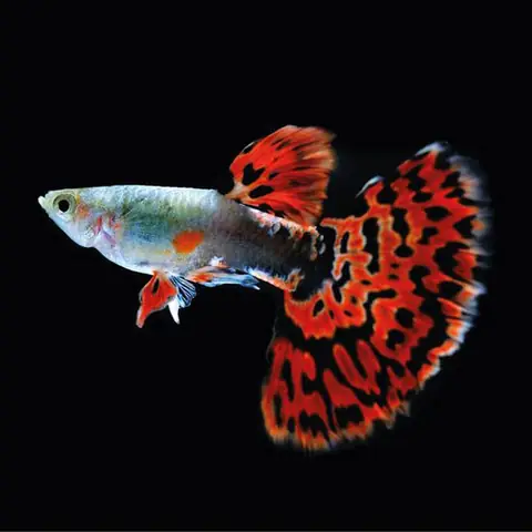 Tổng Hợp Các Mẫu 7 Màu Đẹp Hiện Nay