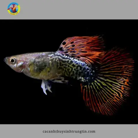 Đặc Điểm Hình Thái Của Cá 7 Màu Rồng Đen Đặc Điểm Hình Thái Của Cá 7 Màu Rồng Đen