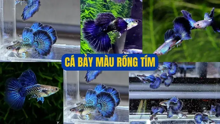 Giới Thiệu Về Cá 7 Màu Rồng Đen Giới Thiệu Về Cá 7 Màu Rồng Đen