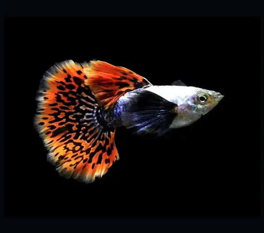 Đặc Điểm & Kỹ Thuật Nuôi Cá 7 Màu Rồng Dumbo