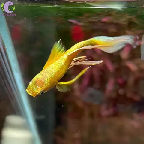 Những Loại Cá Cá Bảy Màu Full Gold.