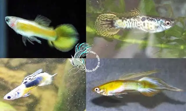 Toàn Tập Kiến Thức Về Cá 7 Màu Xanh: Từ A-z Cách Nuôi, Chăm Sóc Và Chọn Lọc