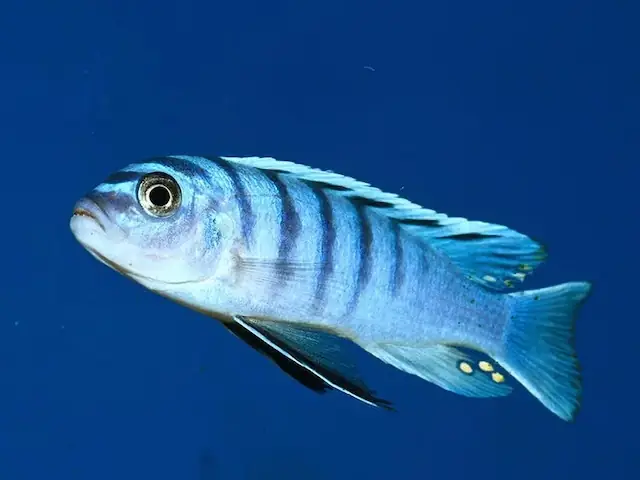 Cách Phân Biệt Cá Ali Đực Và Cá Ali Cái: Hướng Dẫn Chi Tiết Cho Người Nuôi Cá Cảnh