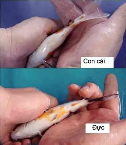 Cách Phân Biệt Cá Ali Đực Và Cá Ali Cái: Hướng Dẫn Chi Tiết Cho Người Nuôi Cá Cảnh