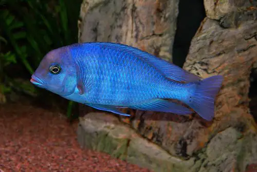 Chuẩn Bị Bể Cá Lý Tưởng