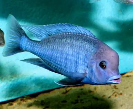 Cách Chăm Sóc Và Nuôi Dưỡng Cho Cá Ali Heo Xanh