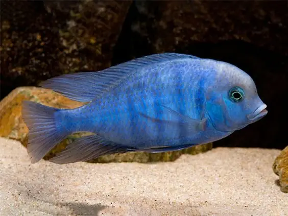 Đặc Điểm Nổi Bật Của Cá Ali Heo Xanh