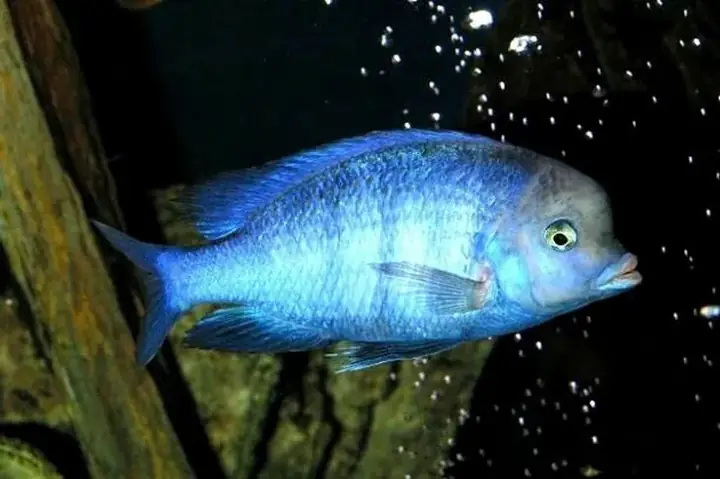 Tính Cách Và Cách Nuôi Dưỡng