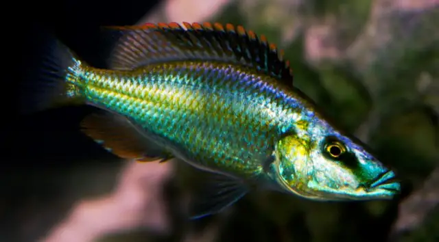 Ca Ali Mat Ngua Cá Cảnh Nước Ngọt: Cá Ali Mặt Ngựa Malawi- Compressiceps Cichlid- Dimodiochromis