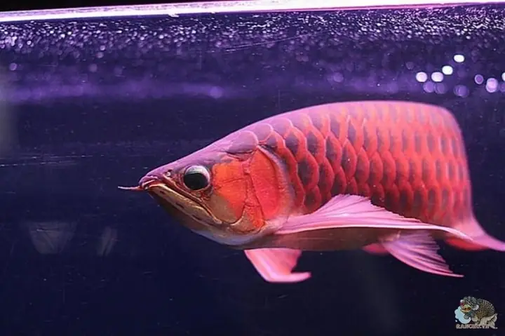 Cá Ali Nuôi Chung Với Cá Rồng: Mối Tương Thích Khó Mà Bạn Cần Biết