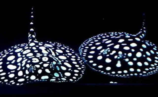 Phân Tích Khả Năng Tương Thích: Tại Sao Cá Ali Và Cá Rồng Là Sự Kết Hợp Khó Khăn?