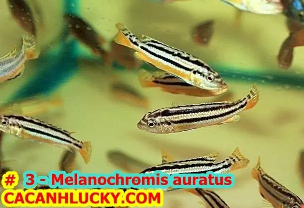 Cá Ali Thái - Sọc Dưa Vàng