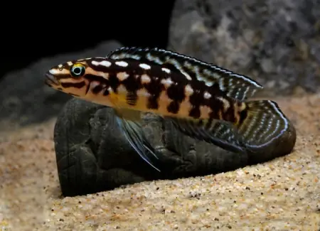 Cá Ali Chuối Sọc – Marlieri Cichlid - Vi Sinh Cá Cảnh Aquarium Care