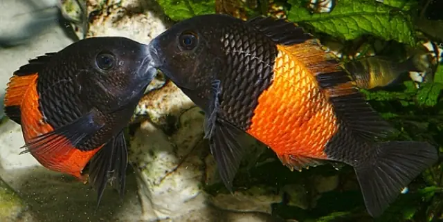 Lợi Ích Khi Nuôi Cá Ali Thái Lan