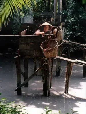 Cá Tra Và Tập Tính Ăn Đáy (scavenging)