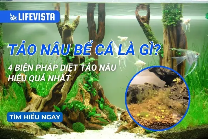 Tảo Nâu Bể Cá Là Gì? 4 Biện Pháp Diệt Tảo Nâu Hiệu Quả Nhất