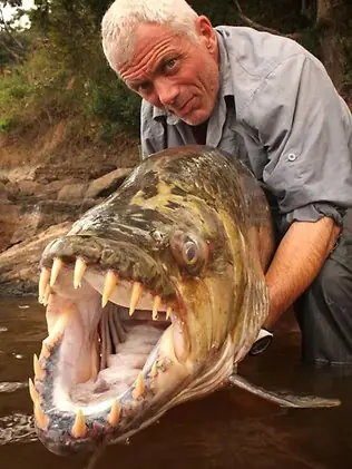 Cá Hổ Congo: Cá Hổ Congo Thuộc Một Trong Những Loài Cá Nước Ngọt Đáng Sợ Nhất Thế Giới Và Là Phiên Bản Nguy Hiểm Hơn Nhiêu So Với Cá Piranha Ăn Thịt. Con Cá Hổ Khổng Lồ Có Những 32 Chiếc Răng, Mỗi Chiếc Răng Rất Sắc, Giống Như Răng Của Loài Cá Mập Trắng Lớn. Chúng Được Biết Đến Với Khả Năng Tấn Công Người Và Thậm Chí Cả Cá Sấu.