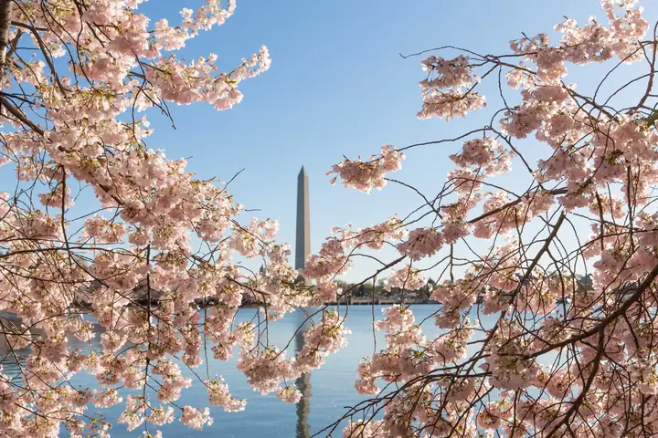 Cá Anh Đào Hồng