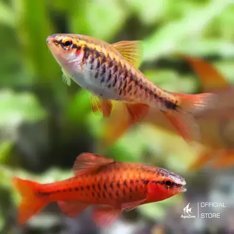 Đặc Điểm Sinh Học Và Hành Vi Của Cá Anh Đào Hồng