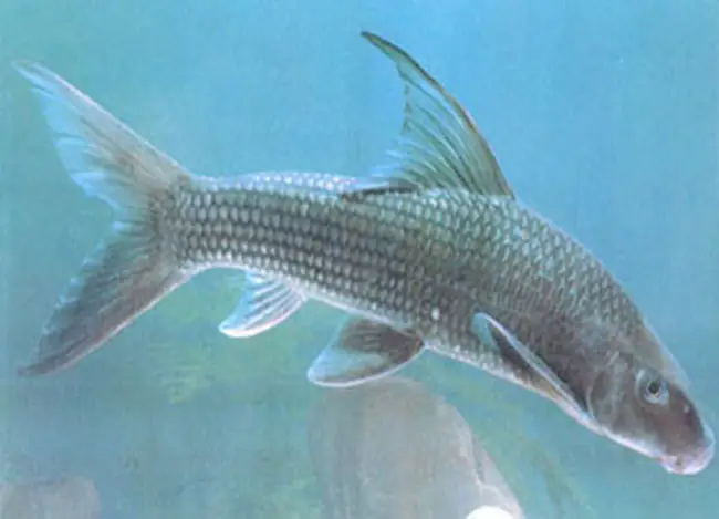 Cá Anh Vũ Giống: Hướng Dẫn Nuôi & Bảo Tồn Loài Cá Quý Hiếm