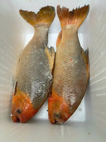 Cá Anh Vũ – 137.000₫ | Làm Món Gì Ngon & Cách Bảo Quản