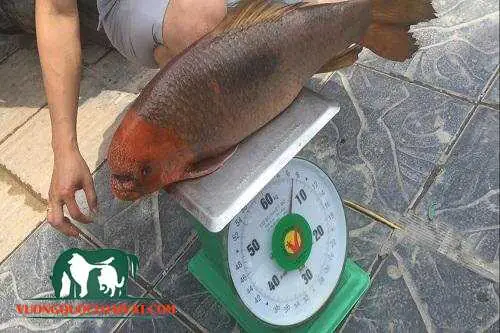 Cá Anh Vũ Giá Bao Nhiêu Tiền 1kg?