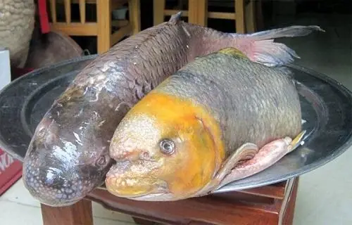 Cá Anh Vũ Đầu Vàng