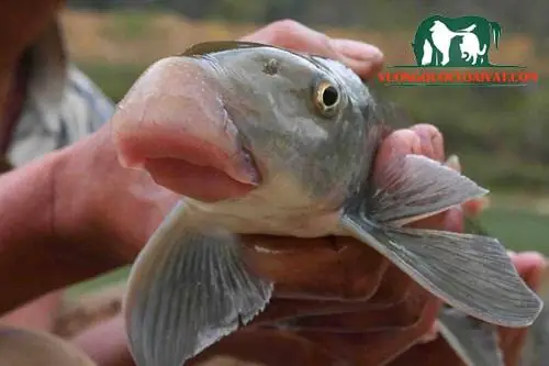 Cá Anh Vũ Là Cá Gì?