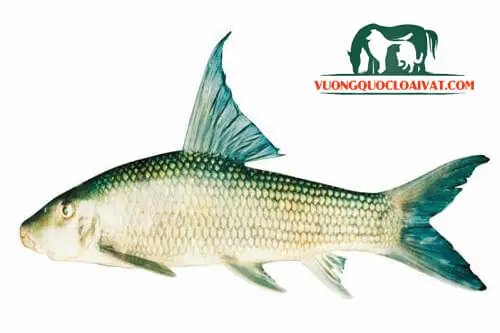 Đặc Điểm Cá Anh Vũ