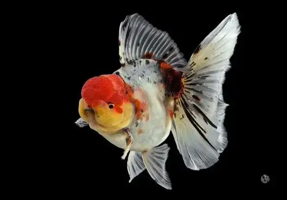 Tổng Quan Về Các Bệnh Thường Gặp Ở Cá Ba Đuôi