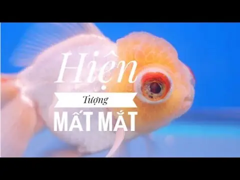 Cá Ba Đuôi Bị Mất Mắt: Nguyên Nhân, Cách Trị & Biện Pháp Phòng Ngừa Hiệu Quả