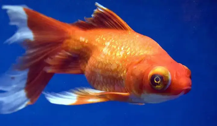 Tại Sao Cá Ba Đuôi Bị Mất Mắt? Các Nguyên Nhân Chính