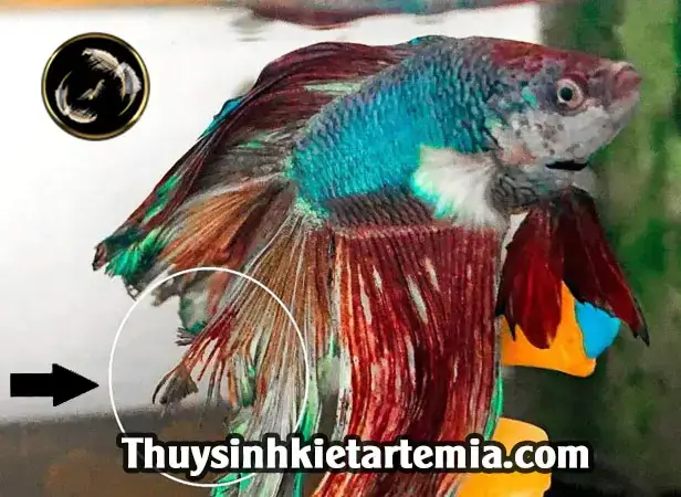 Cá Ba Đuôi Bị Rách Đuôi: Nguyên Nhân Và Cách Chữa Trị Hiệu Quả