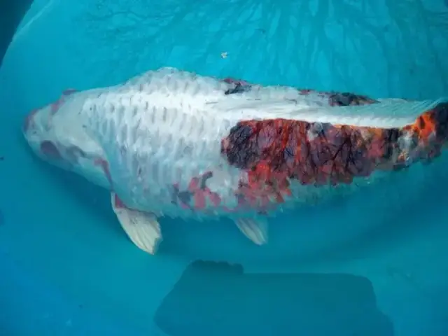 Nguyên Nhân Phổ Biến Khiến Cá Ba Đuôi Bị Tróc Vẩy