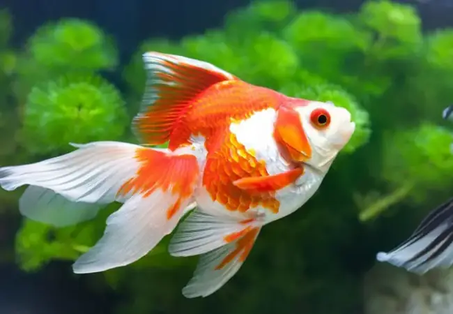 Cá Ba Đuôi Bụng Bự: Cẩm Nang Nuôi Cá Betta Cho Người Mới Bắt Đầu