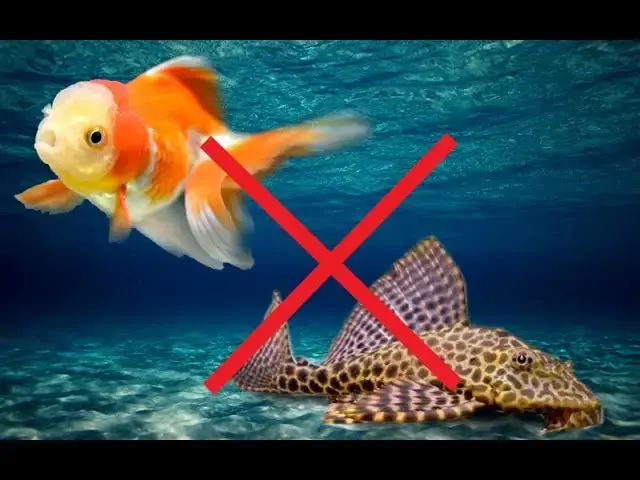 Cá Ba Đuôi Con: Hướng Dẫn Toàn Tập Từ A-z Cho Người Mới Bắt Đầu