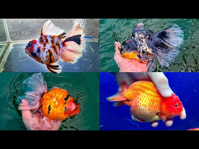 Cá Ba Đuôi Con: Hướng Dẫn Toàn Tập Từ A-z Cho Người Mới Bắt Đầu