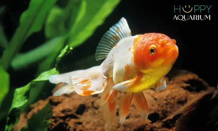 Nhu Cầu Dinh Dưỡng Của Cá Ba Đuôi Đầu Lân