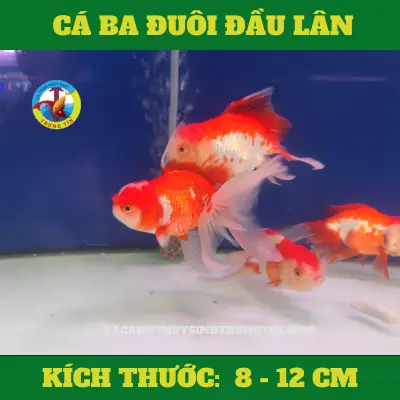 Cá Ba Đuôi Đầu Lân Ăn Gì Để Phát Triển Toàn Diện Nhất?