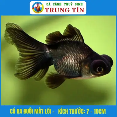 Cá Ba Đuôi Mắt Lồi Đen - Cá Cảnh Thủy Sinh Trung Tín Cá Ba Đuôi Mắt Lồi Đen - Cá Cảnh Thủy Sinh Trung Tín