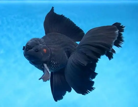 Cá Ba Đuôi Mắt Lồi Đen Cá Ba Đuôi Mắt Lồi Đen