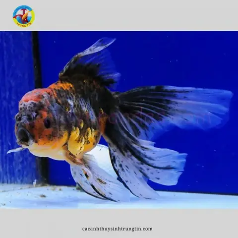 Cá Ba Đuôi Mắt Lồi