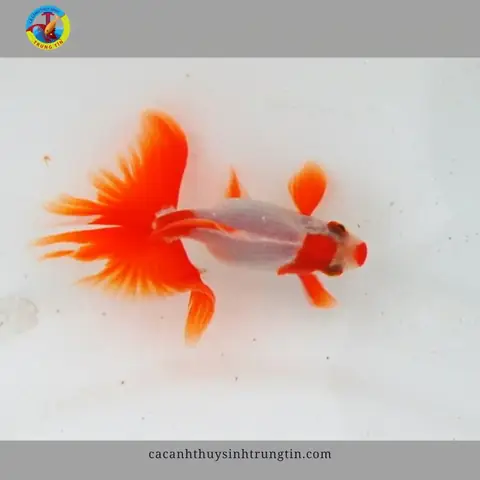 Cá Ba Đuôi Bướm