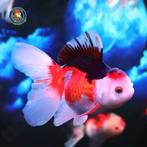 Oranda Đuôi Lụa Nhập Size Cối
