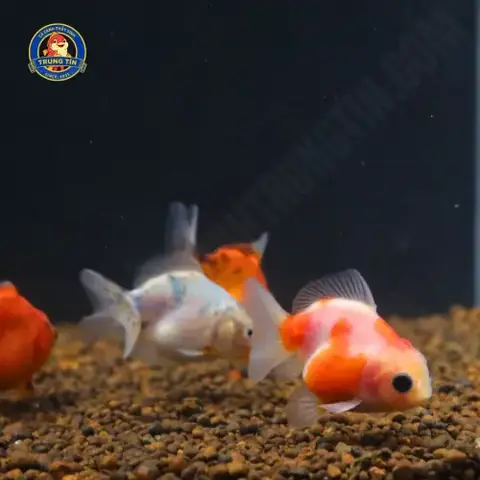 Cá Oranda Tricolor