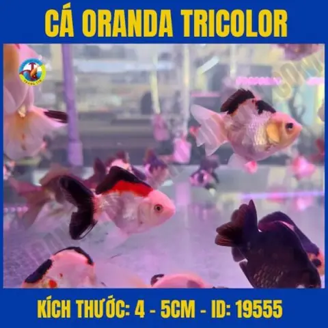Cá Oranda Tricolor