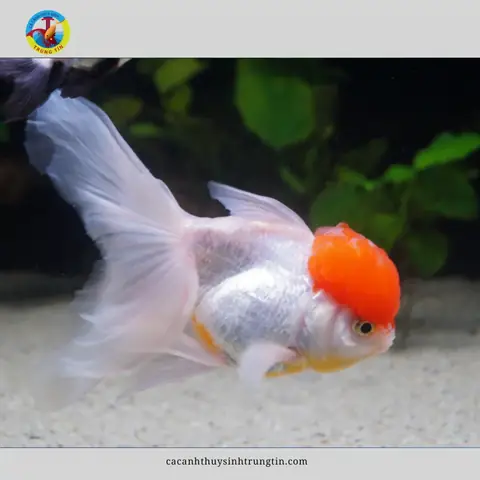 Cá Ba Đuôi Hạc Đỉnh Hồng