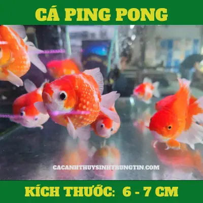 Ca-ping-pong